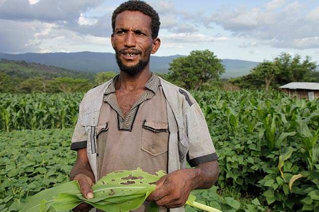 Ethiopia intensifies efforts to battle the Fall Armyworm