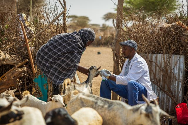 Livestock treatment in Somaliland. ©FAO/Will Swanson