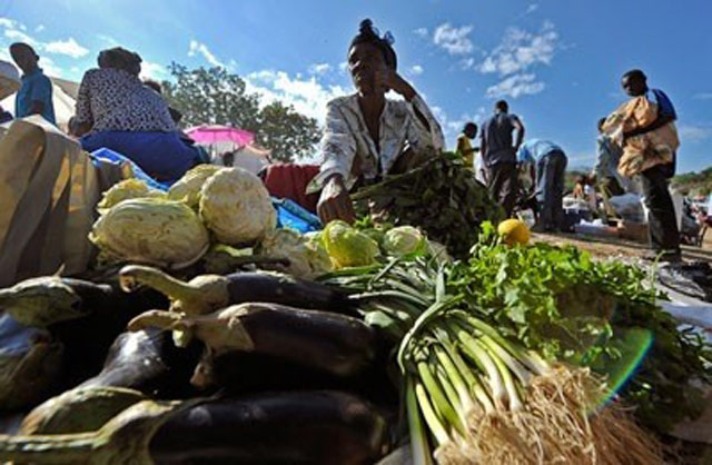 Haïti: le relèvement passe, en premier lieu, par l’agriculture