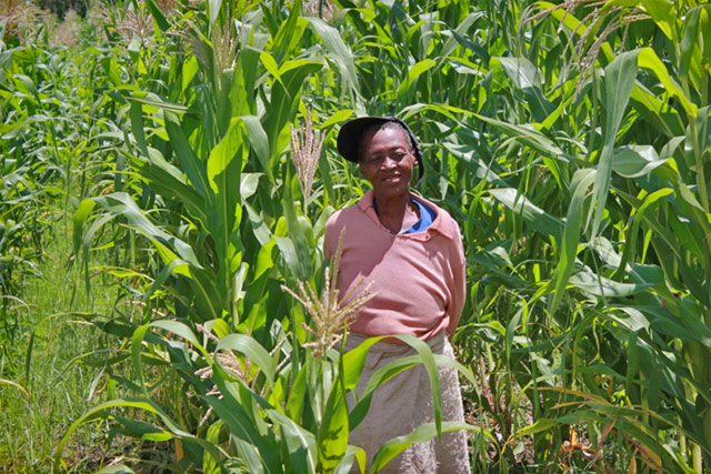 ‘M’e Matseko Raseboko, in her maize field in Mahobong