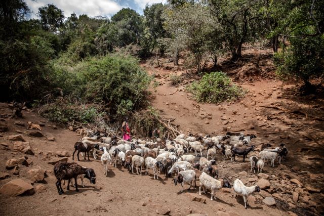 El pastoreo, la forma de cría de ganado probada a lo largo del tiempo, hoy sigue dando empleo a más de 200 millones de personas en 100 países. © FAO/Carl de Souza
