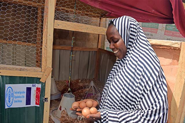 A fresh supply of eggs is boosting incomes and nutrition in northeastern Nigeria