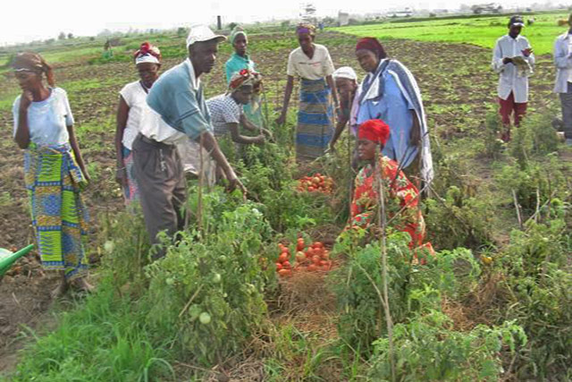 Assistance agricole aux rapatriés récents, aux ménages vulnérabilisés par les dernières perturbations climatiques et touchées par la flambée des prix et l’accès limité à la terre au Burundi