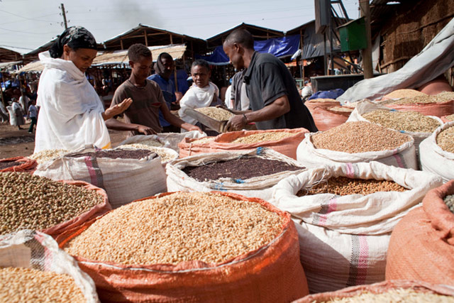 Disaster risk management – seed response intervention in Ethiopia