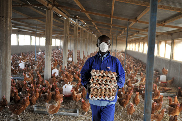 A poultry farm in Chad