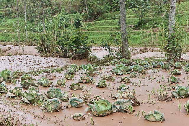 New FAO project to provide urgent support to flood victims in Rwanda