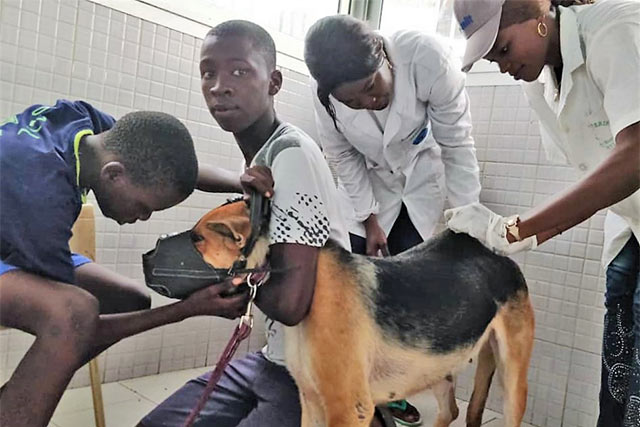 World Rabies Day WhatsApp group mobilizes veterinarians