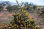 Desert Locust outbreak could provoke humanitarian crisis