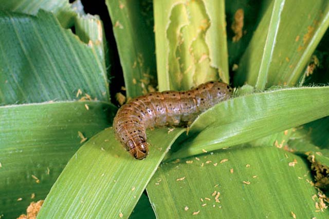 Fall armyworm outbreak, a blow to prospects of recovery for southern Africa