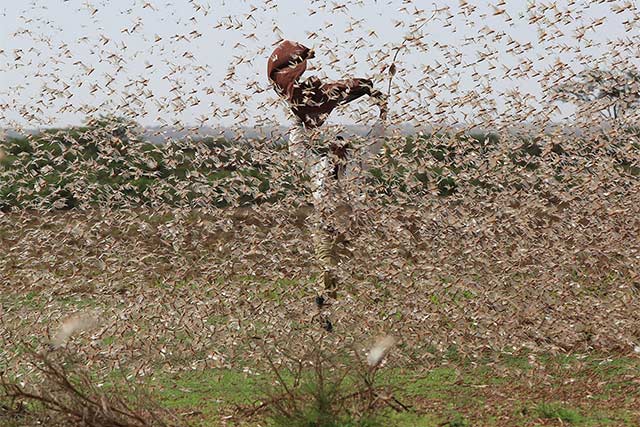 Desert Locusts threaten agricultural production in Ethiopia