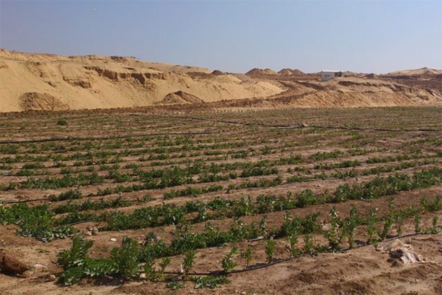 Farming in an unlikely place creates new livelihoods in Gaza