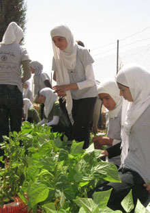 The FAO Component of the Consolidated Appeals 2011: West Bank and Gaza Strip
