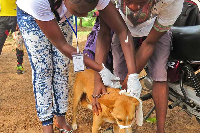 Taking up the fight against rabies in Africa through training research