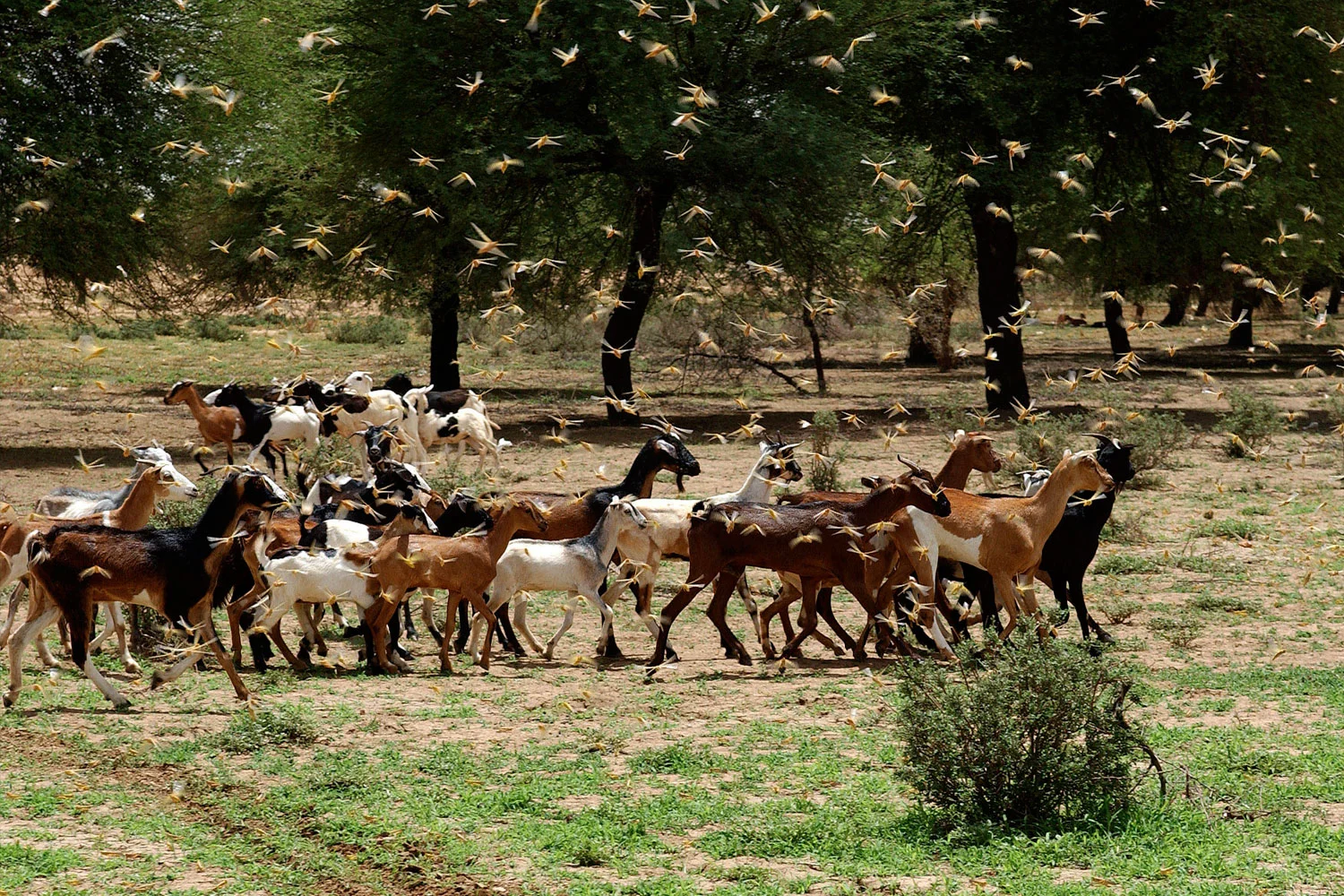 ©FAO/Giampiero Diana ©FAO/Giampiero Diana