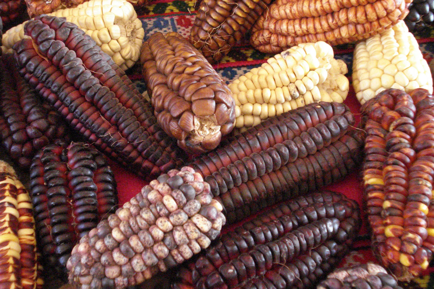 ©FAO/Giuseppe Bizzarri ©FAO/Giuseppe Bizzarri