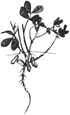 A peanut plant Arachis hypogaea  Download Scientific Diagram