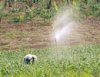 Small - Scale Irrigation - Reducing poverty and Hunger in Rwanda