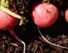 6 actions to keep soil alive
