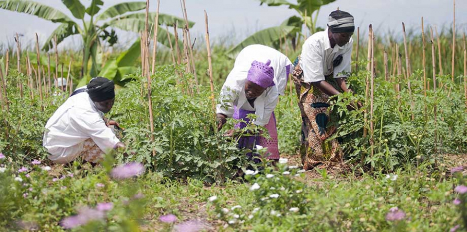 Farmer Field Schools Guidance Document - Planning for quality programmes Farmer Field Schools Guidance Document - Planning for quality programmes
