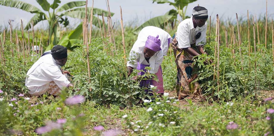 Farmer Field Schools Guidance Document - Planning for quality programmes