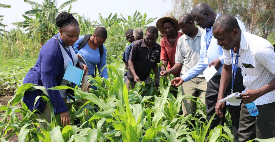 Training Workshops for Farmer Field School trainers on “Farmer Field Schools for Fall Armyworm IPM”