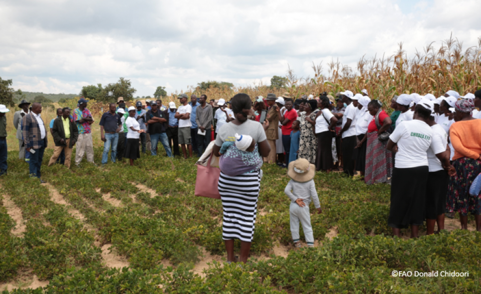Construire la résilience grâce aux champ écoles des agriculteurs : les efforts de la FAO pour protéger le climat au Zimbabwe face aux menaces d'El Niño