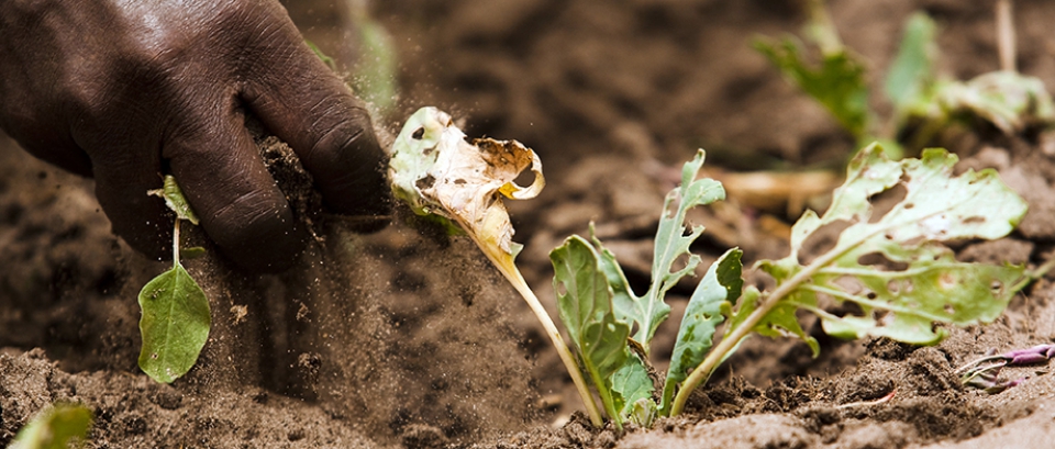 Institutionnalisation des Champ Ecole des Producteurs (CEP) en Afrique du Centre et de l’Ouest (AOC)  - Atelier régional pour la formalisation du réseau régional CEP d’AOC