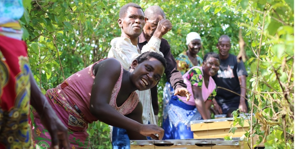 Promoting commercial beekeeping for sustainable livelihoods in Malawi