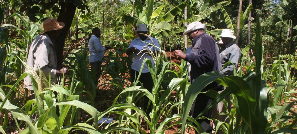 The mechanical control intervention against the Fall Armyworm – The case of Embu county pilot project