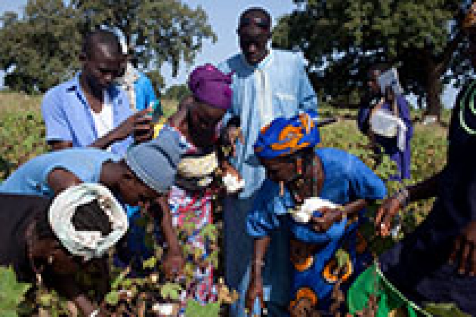 Nouveau projet pour le renforcement de la résilience climatique à travers les champs écoles lancé au Sénégal