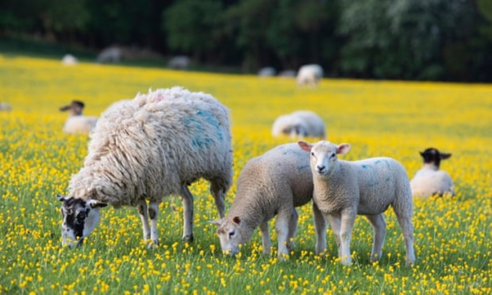 Strengthening sheep production system in Azerbaijan through farmer field schools