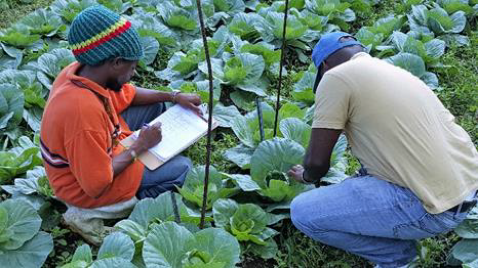 Promoting local produce to benefit farmers in Saint Kitts and Nevis through Farmer Field Schools
