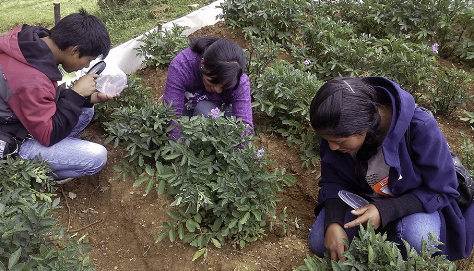 New Farmer Field School pilot project in Peru: training farmer-promoters as facilitators on physalis, pea, and guinea pig-alfalfa 