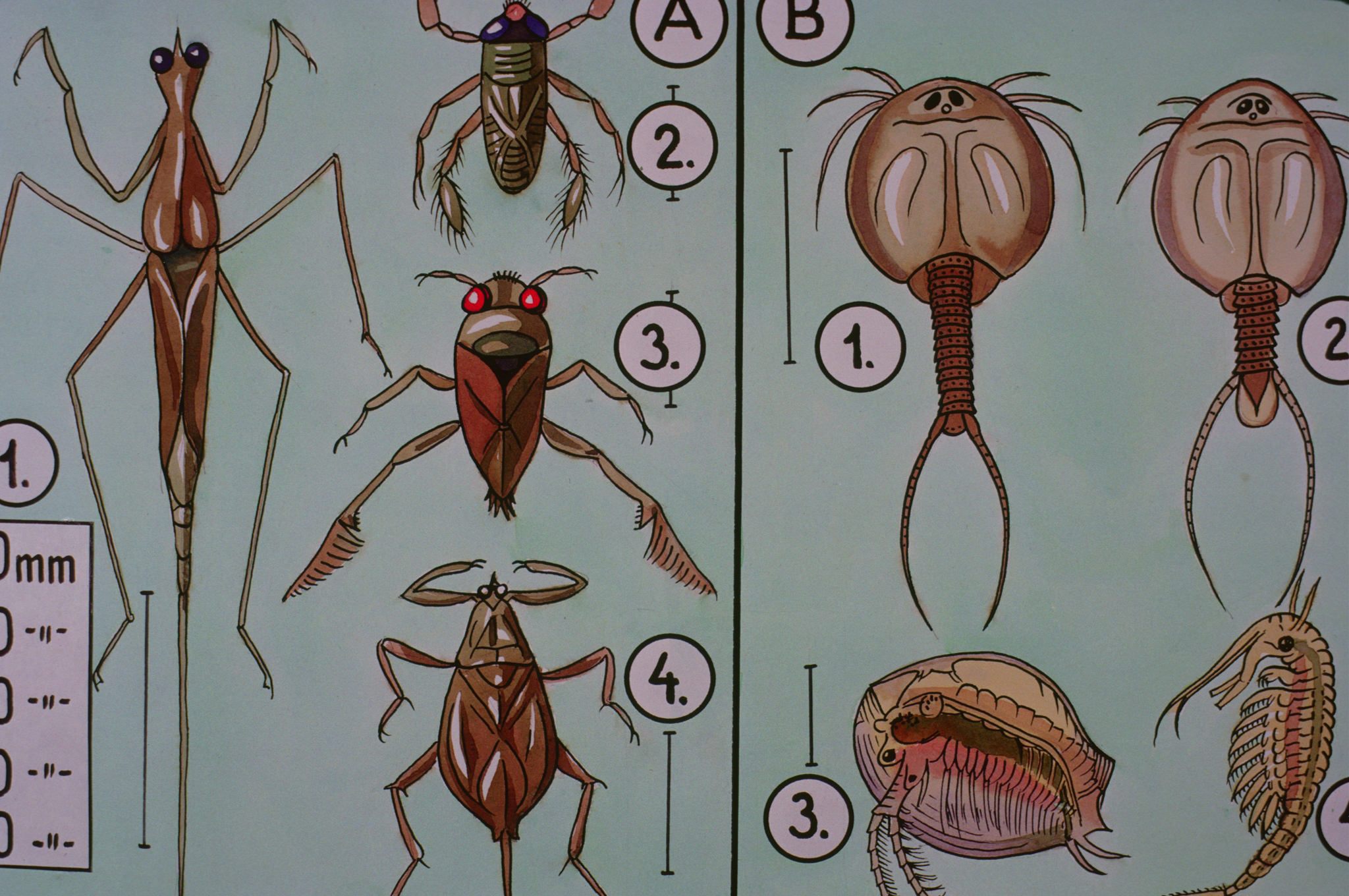 Predacool Predatory Insects PHOTO LIBRARY: detail