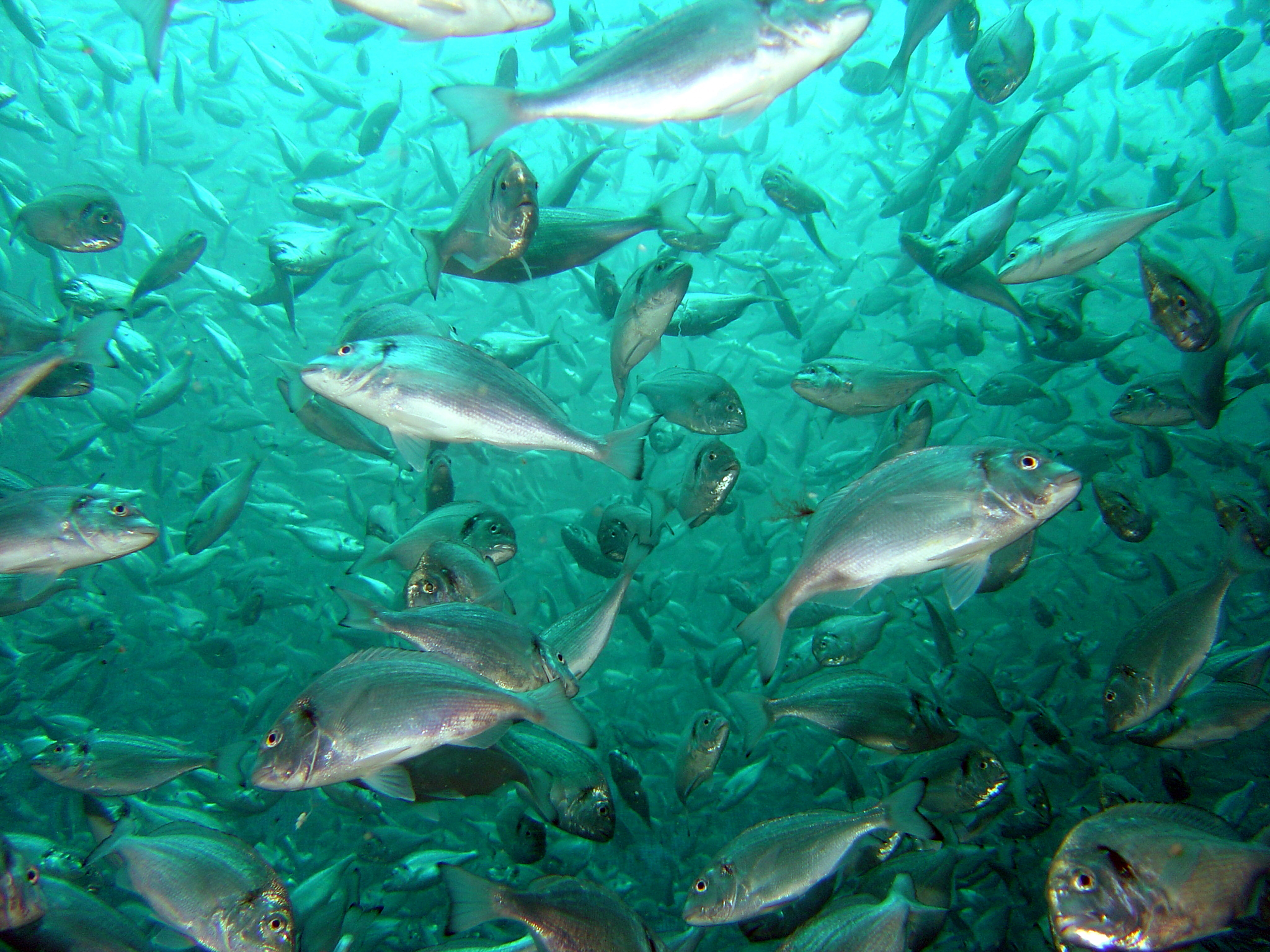 Сколько рыб водится в охотском море
