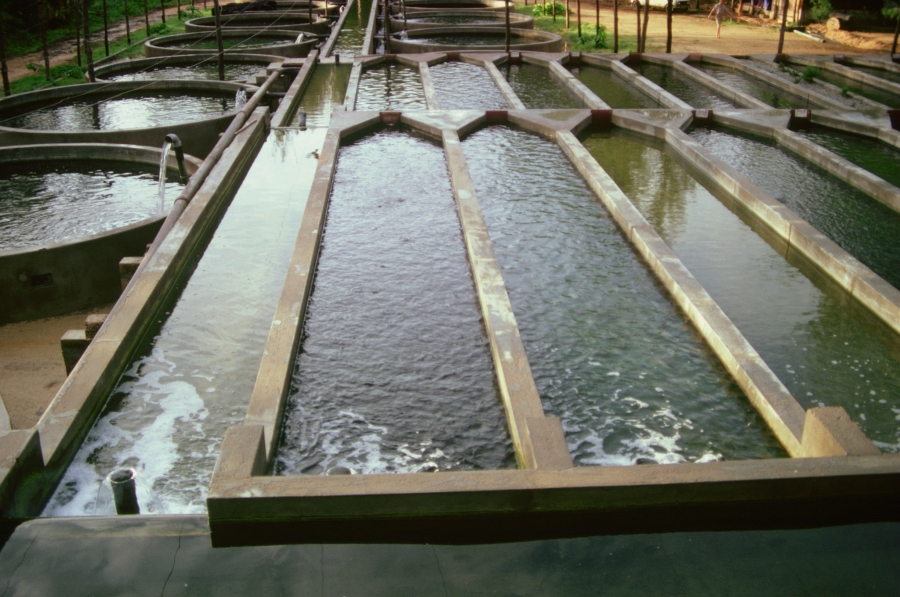 Aquaculture Raceways