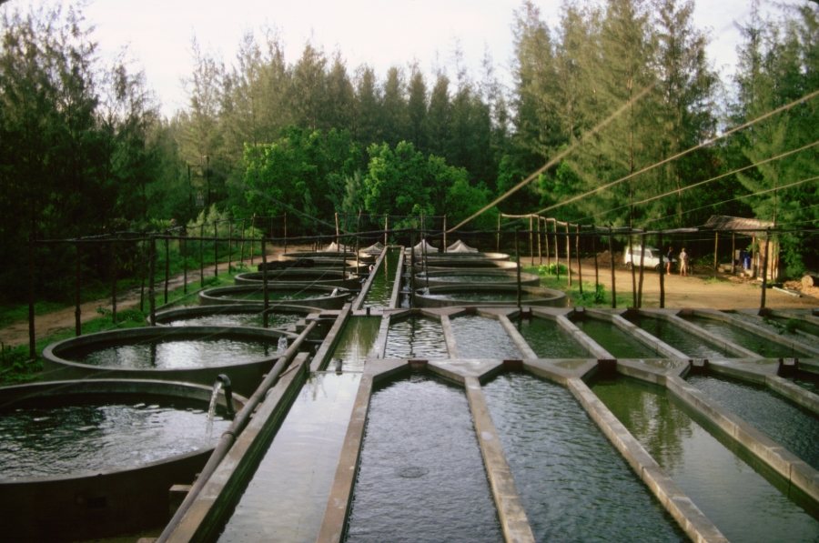 Aquaculture Raceways