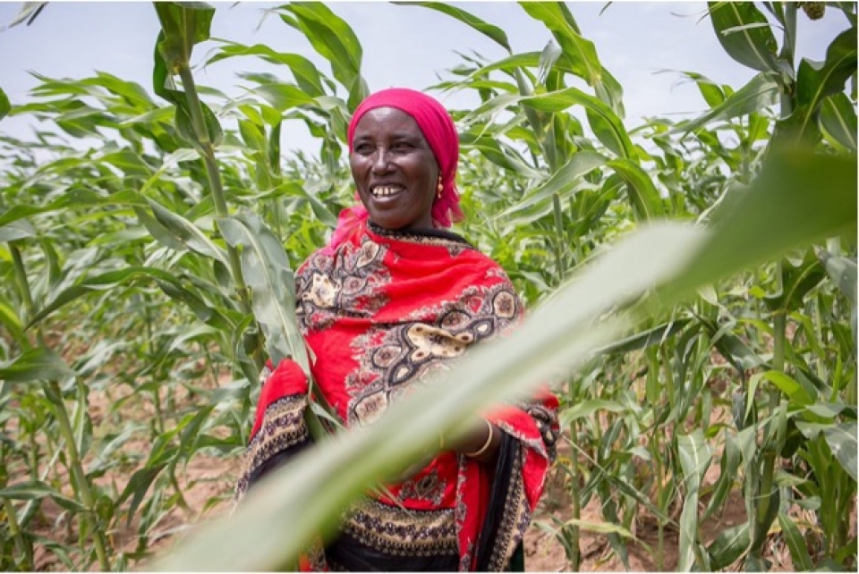 The Government of the Netherlands bolsters FAO’s Flexible Voluntary Contribution (FVC) with a donation of USD 4.5 million over three years (2023-2025). 