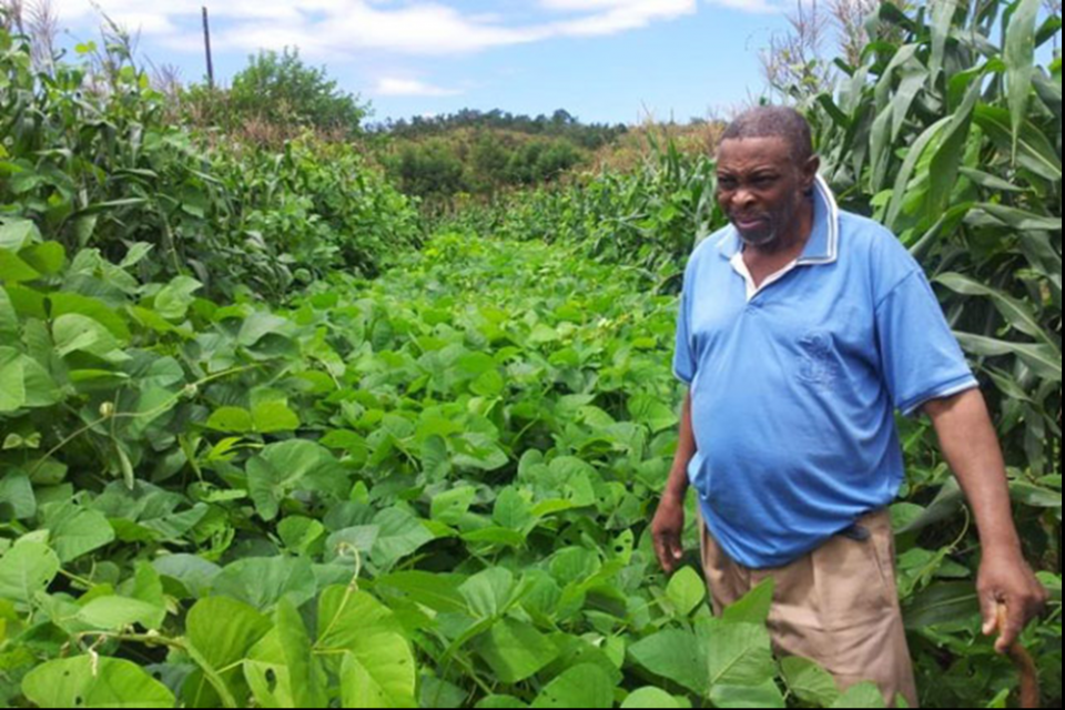 FMM funds help southern Africa to scale up Conservation Agriculture FMM funds help southern Africa to scale up Conservation Agriculture