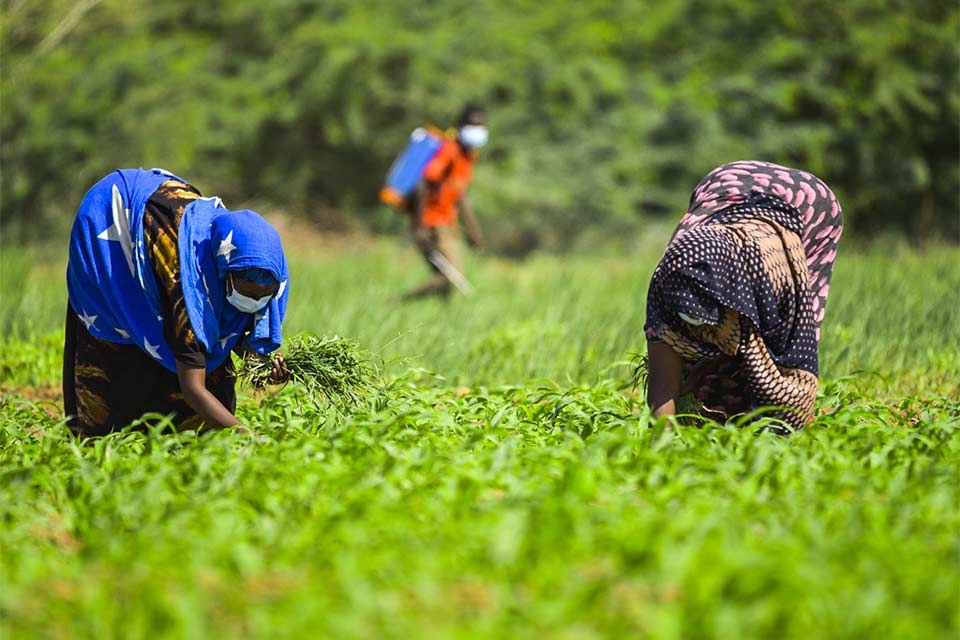 New FAO project to advance digitalization of Ethiopia’s agriculture sector