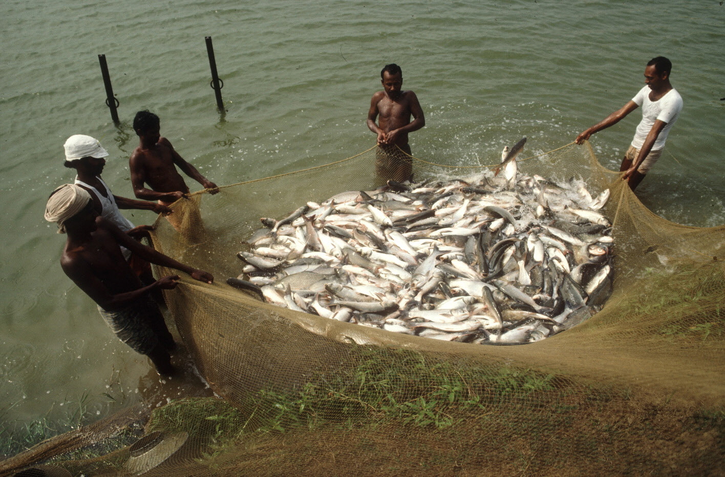 Policy Paper on Aquaculture Certification in India: Criteria and  Implementation Plan, GLOBEFISH