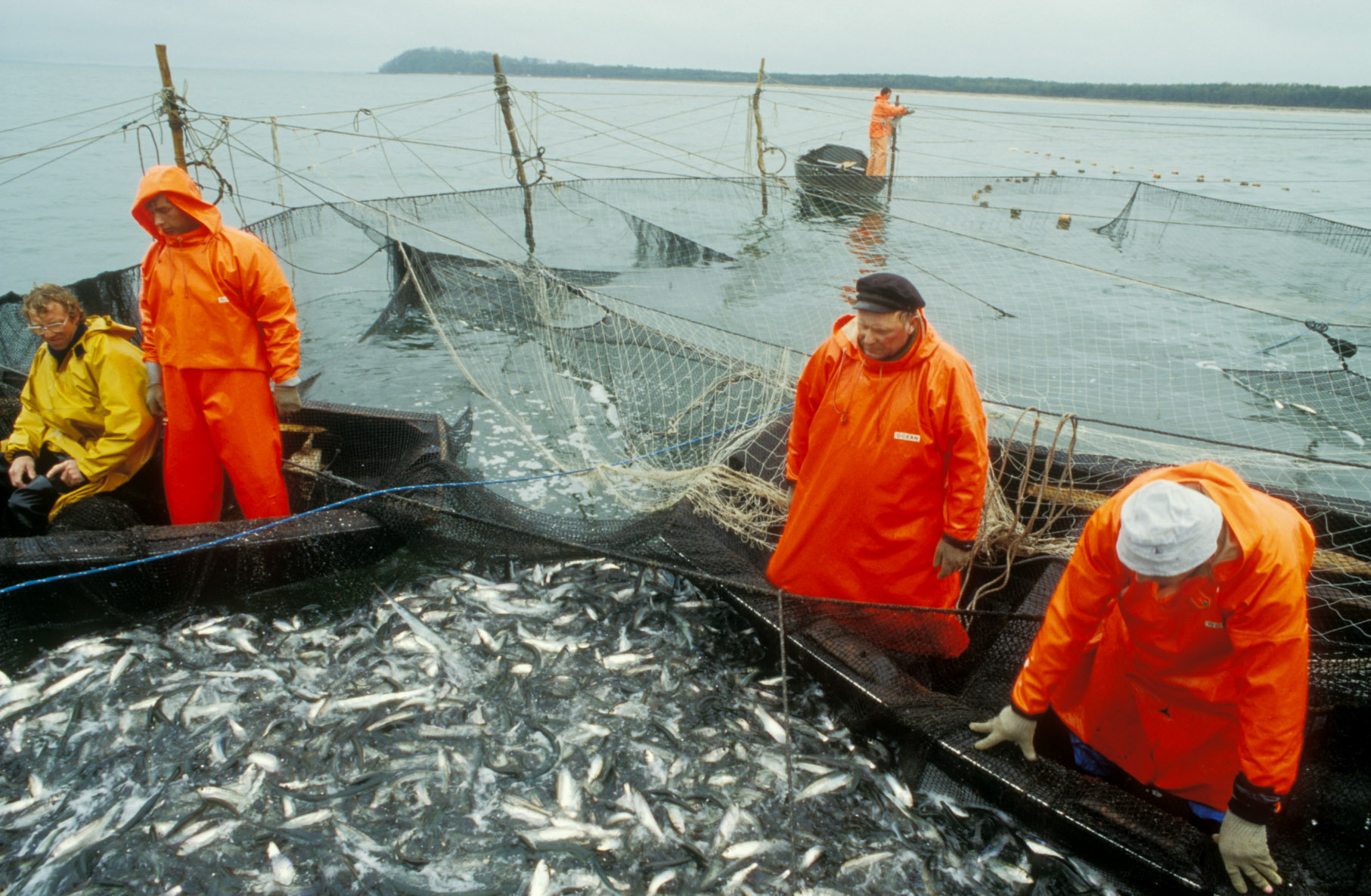 The herring fishery in Iceland was late getting started this year