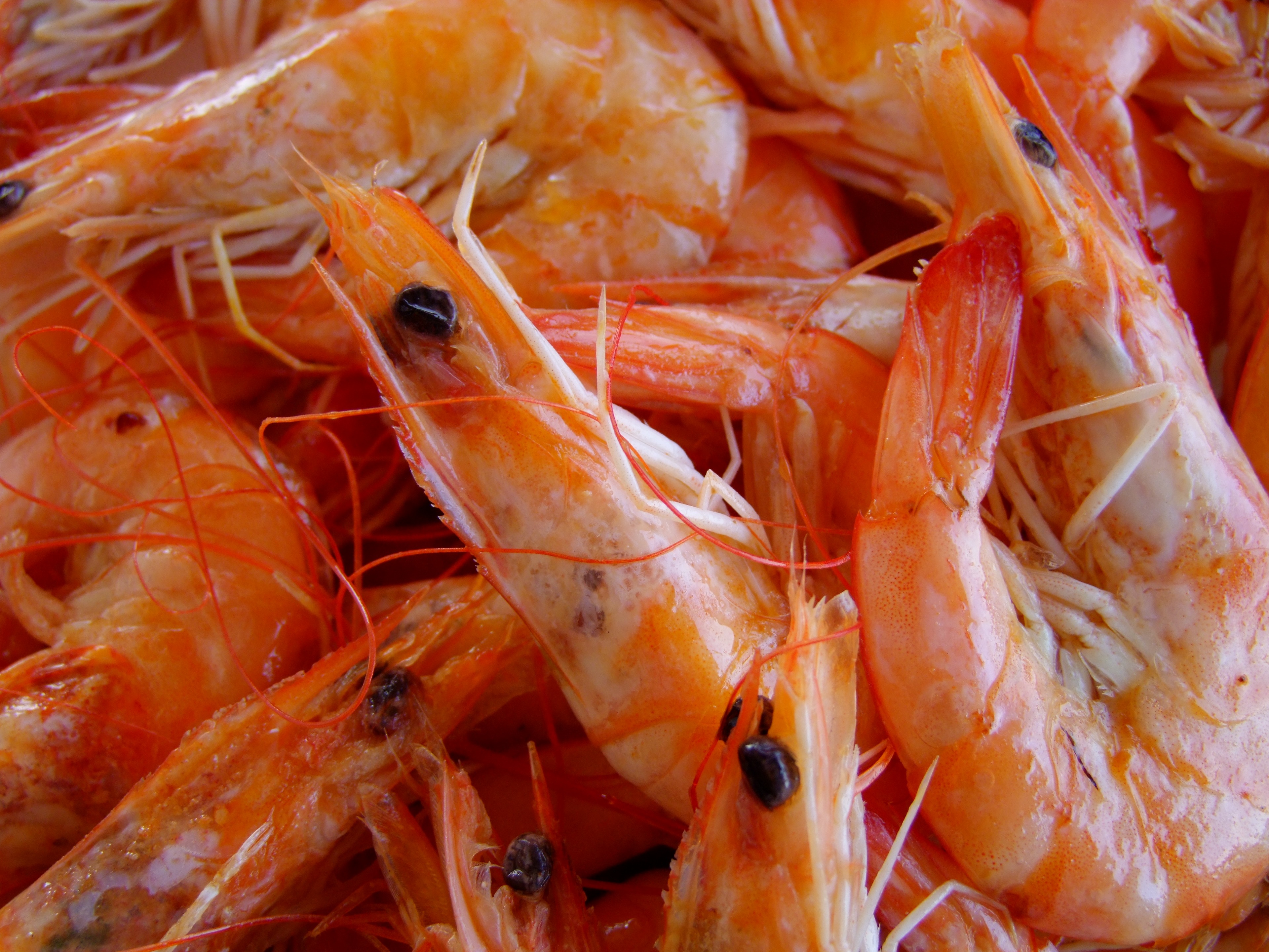 Farmed shrimp stayed stable in Asia, increased production in Latin America, GLOBEFISH
