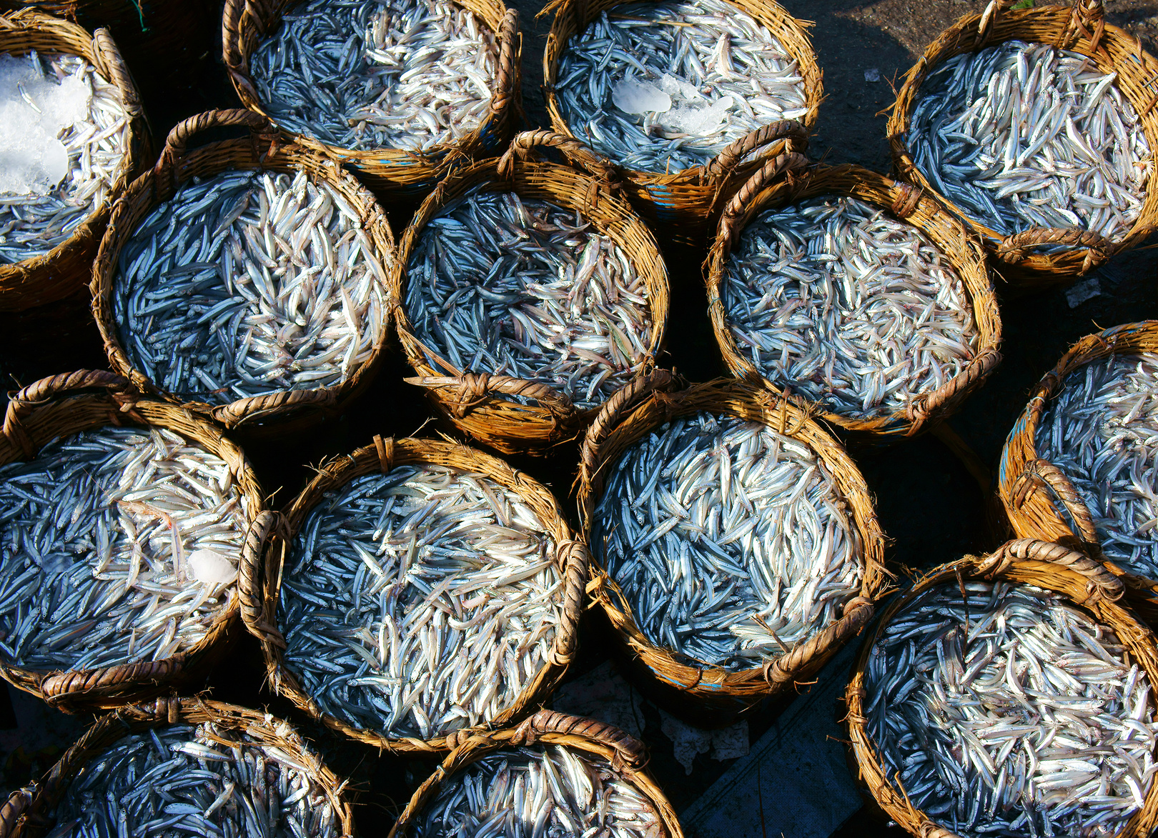 El Niño is causing issues for the anchovy fishery off South America