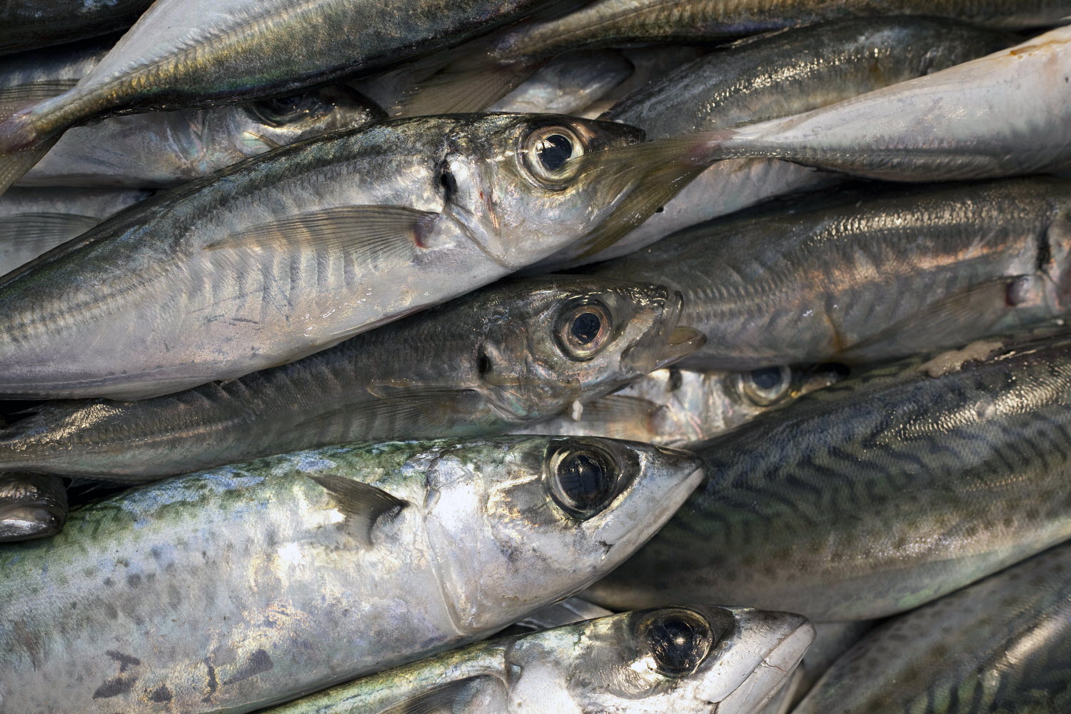 Small pelagics: Lower mackerel and herring quotas, GLOBEFISH