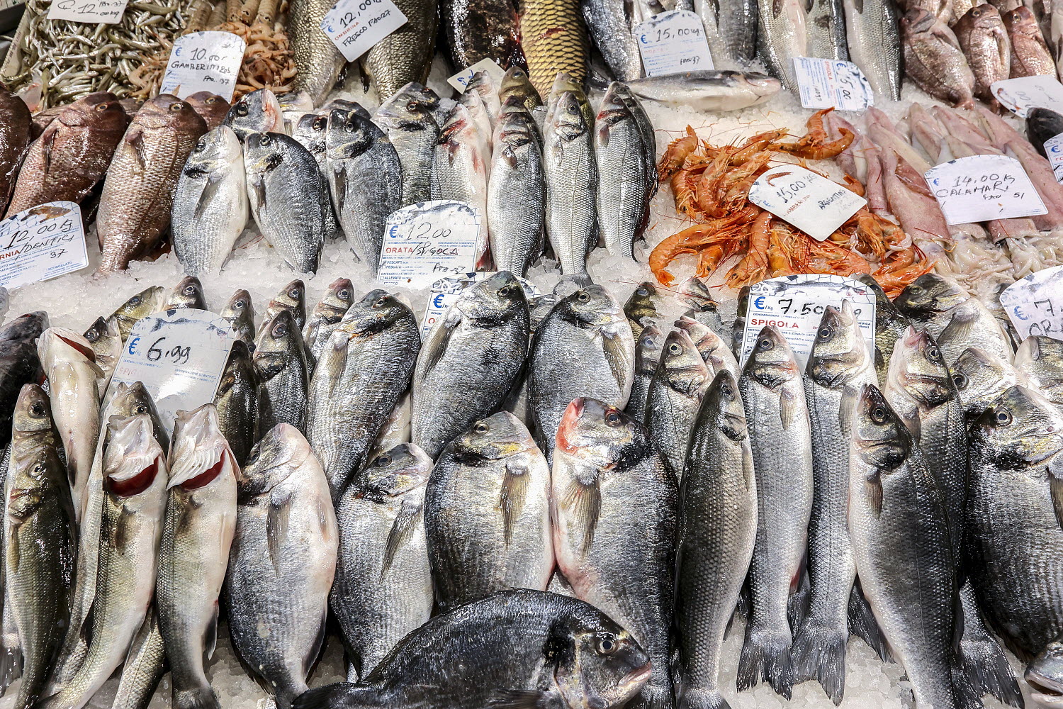 Global fish economy: Production and trade to grow in 2022, prices