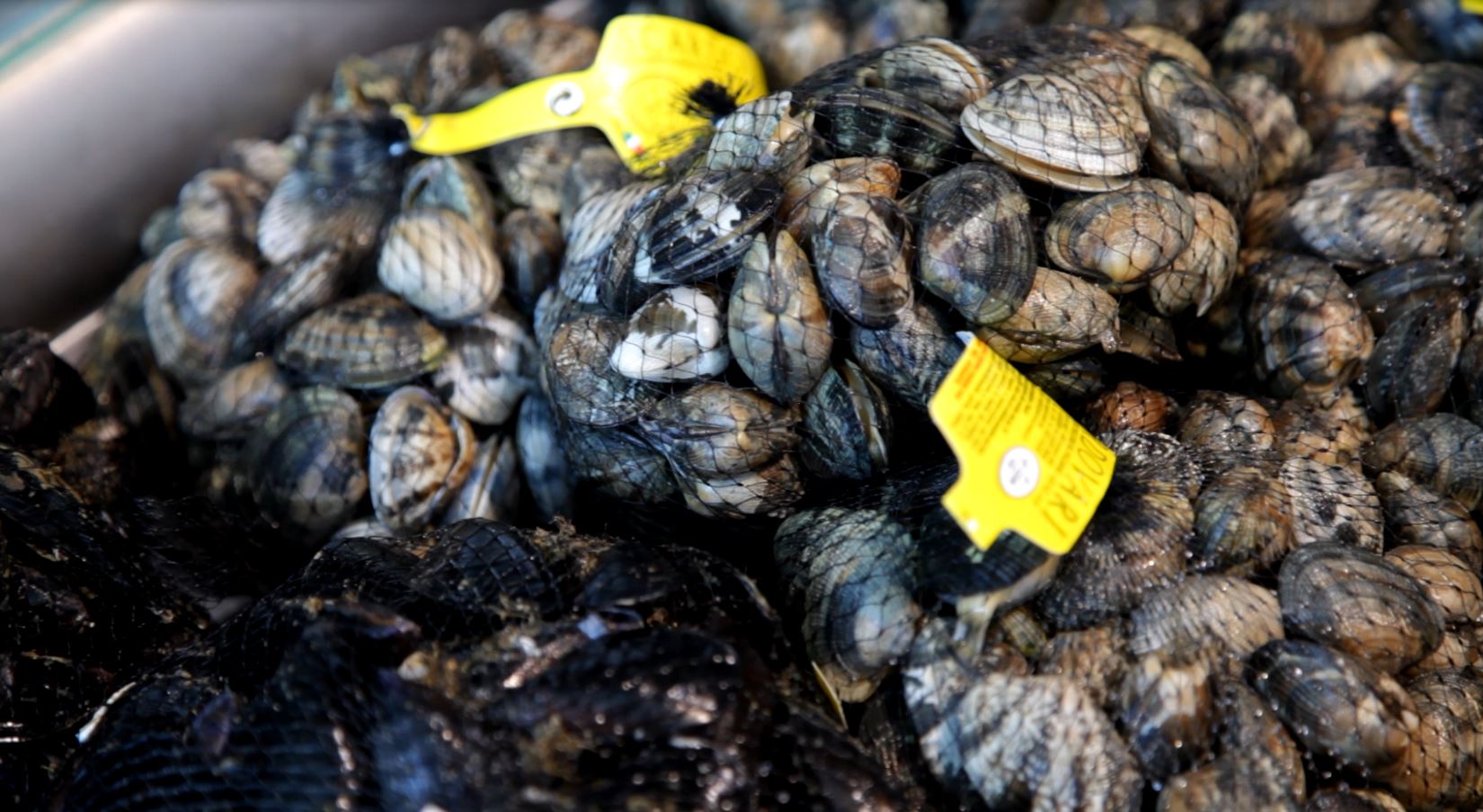 Limited trade in bivalves GLOBEFISH Food and Agriculture