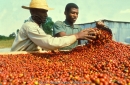 MAFAP supports Ethiopia’s Agro-Industrial Parks initiative