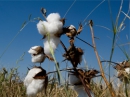 New policy brief on cotton in the United Republic of Tanzania