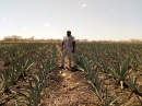 MAFAP supports the Mozambican Cotton Institute to develop their sisal subsector policy